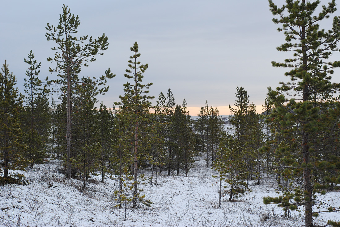 Губа Грязная, image of landscape/habitat.