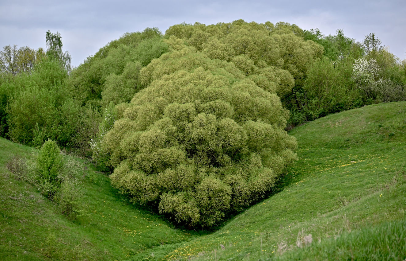 Долина реки Воргол, image of landscape/habitat.