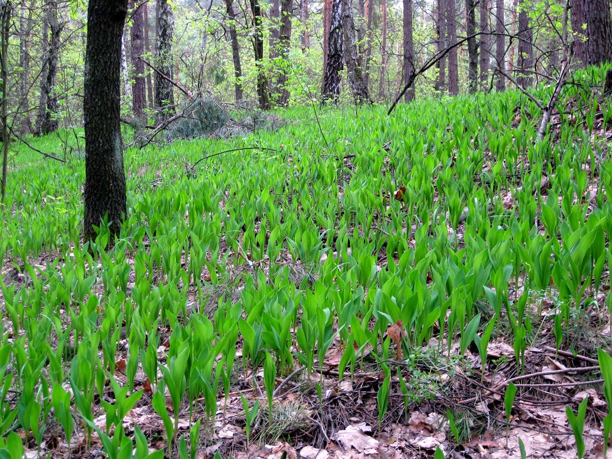 Лесники, боровая часть, image of landscape/habitat.