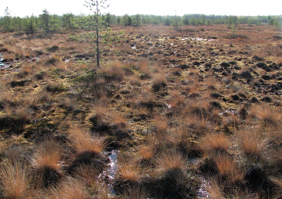 Северные окрестности Архангельска, image of landscape/habitat.