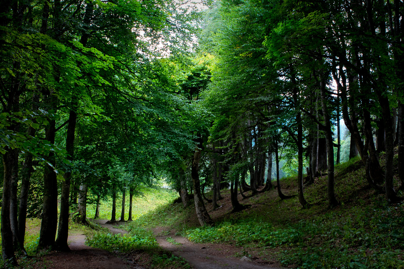 Авадхара (Ауадхара), image of landscape/habitat.