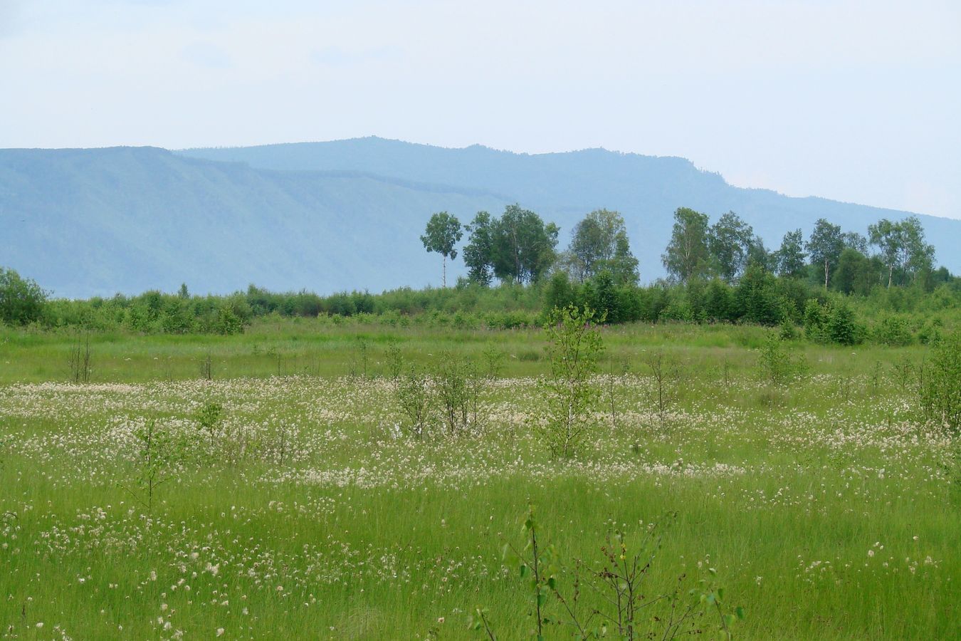 Мыс Шаманский, image of landscape/habitat.