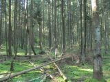 Лес Черемшово, image of landscape/habitat.