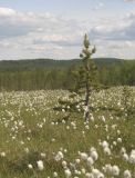 Окрестности посёлка Росляково, image of landscape/habitat.