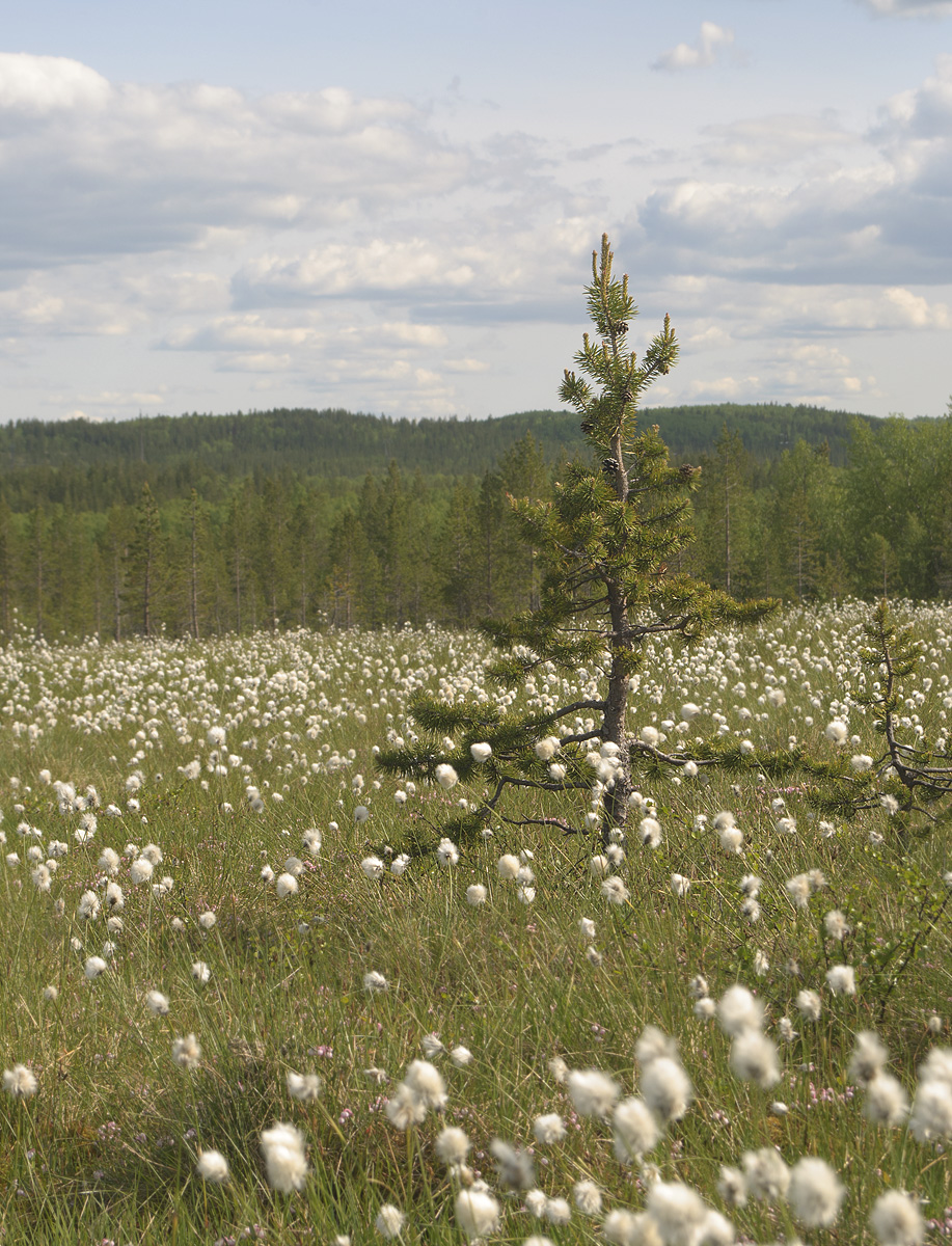 Окрестности посёлка Росляково, image of landscape/habitat.