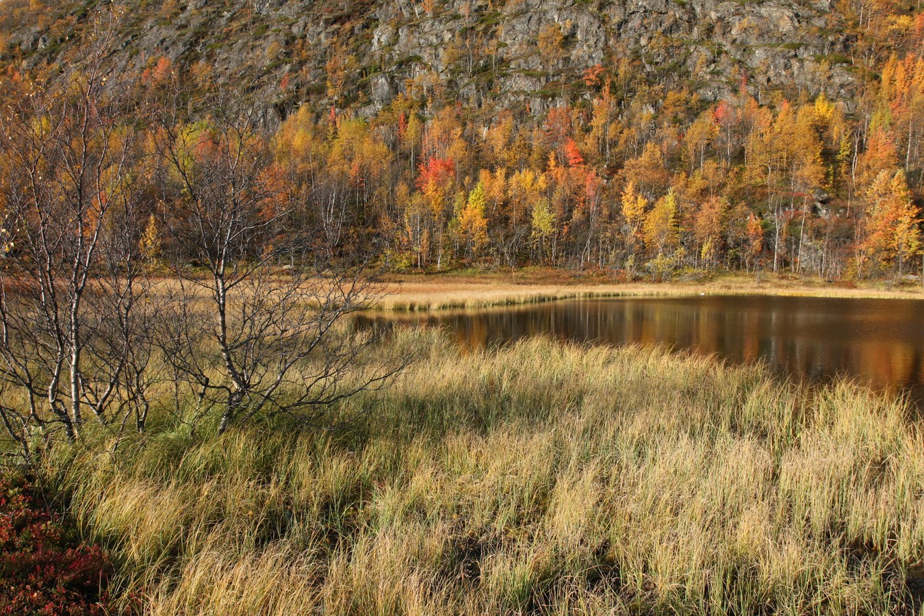 Горелая сопка, image of landscape/habitat.