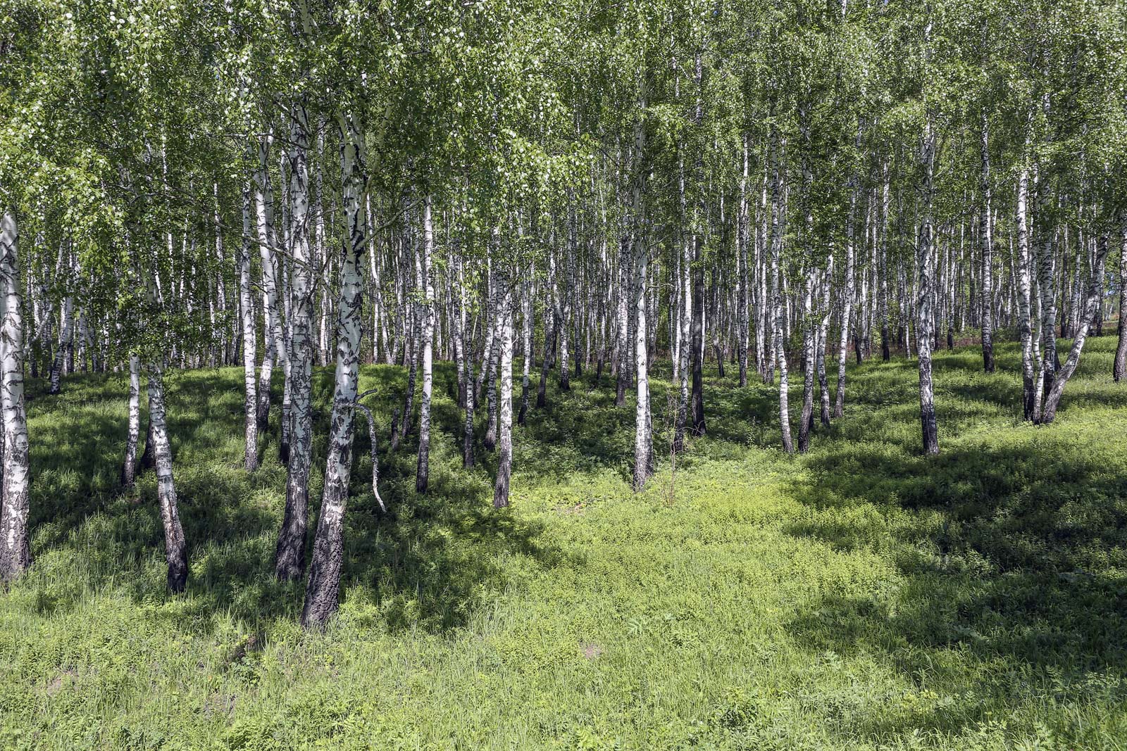 Спасская гора и её окрестности, image of landscape/habitat.