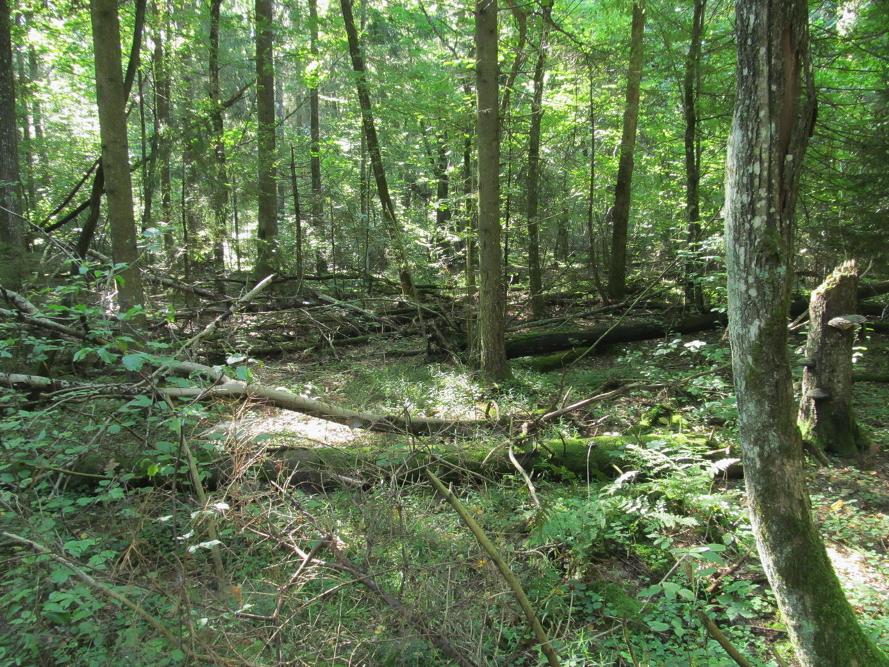 Лес Черемшово, image of landscape/habitat.