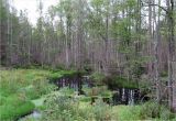 Пелецкий Мох, image of landscape/habitat.