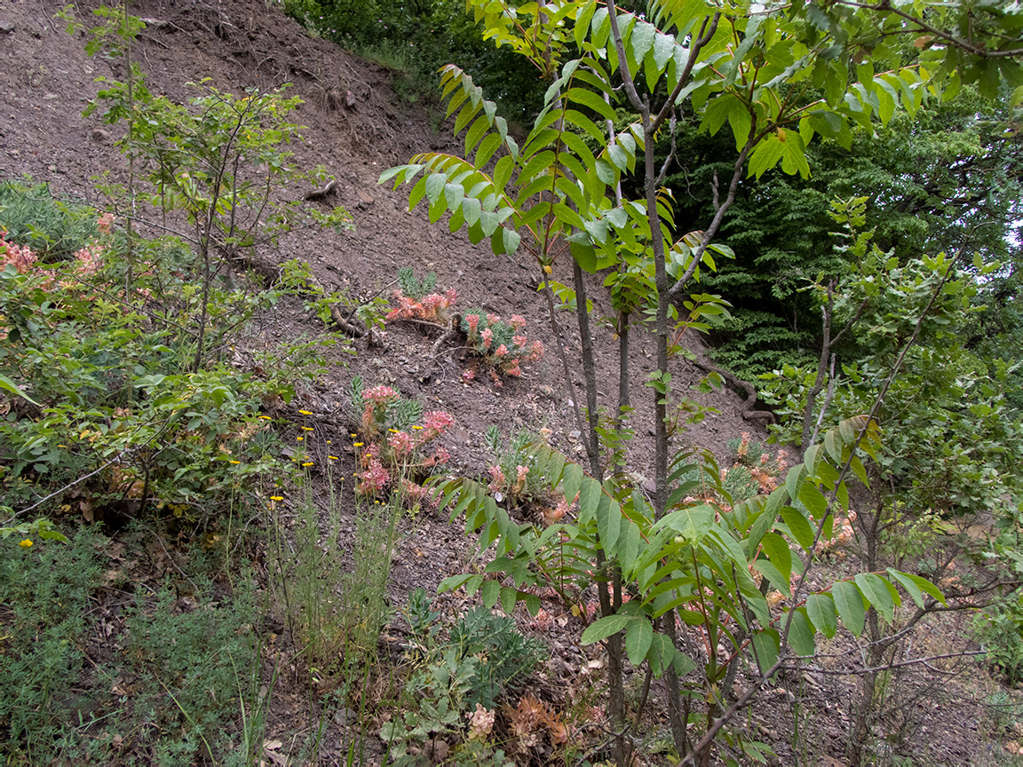 Долина реки Сотера, image of landscape/habitat.