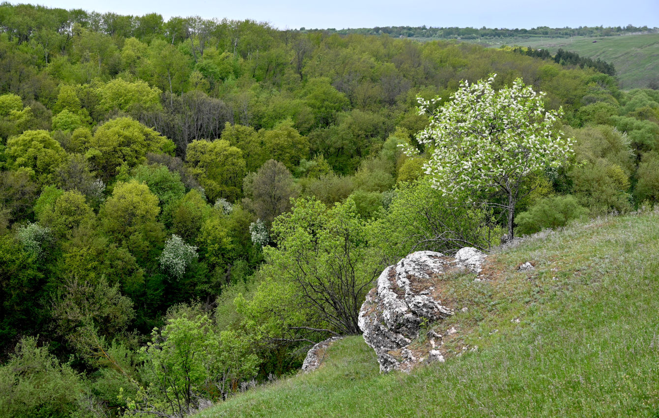 Долина реки Воргол, image of landscape/habitat.