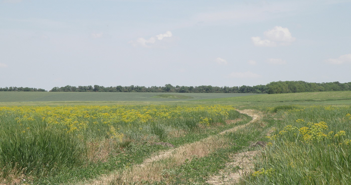 Урочище Выселки, image of landscape/habitat.