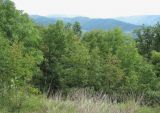 Image of landscape