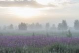 Landscape image