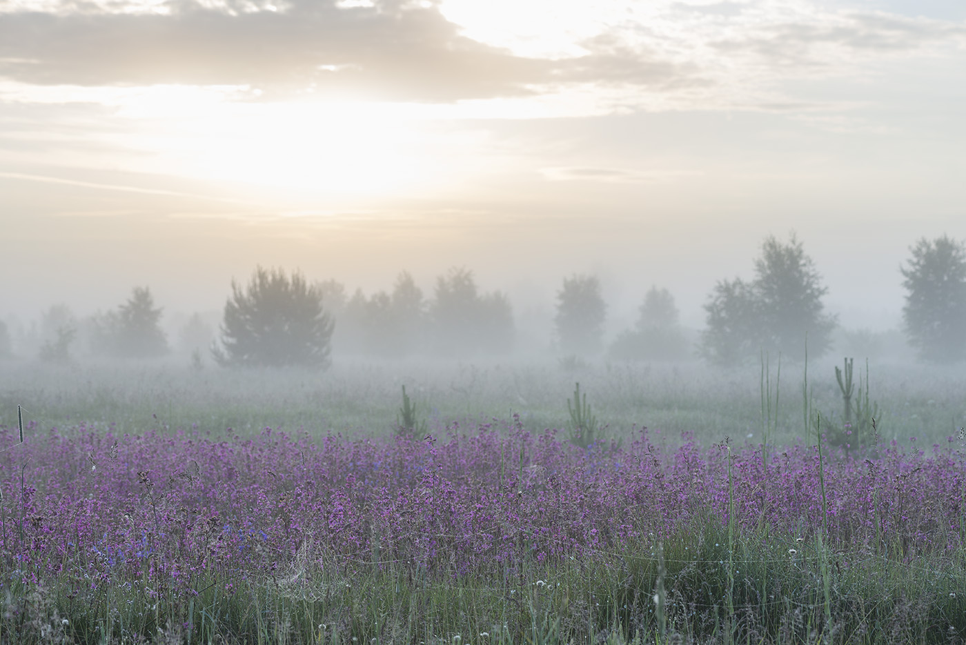 Большое Каринское Болото, image of landscape/habitat.