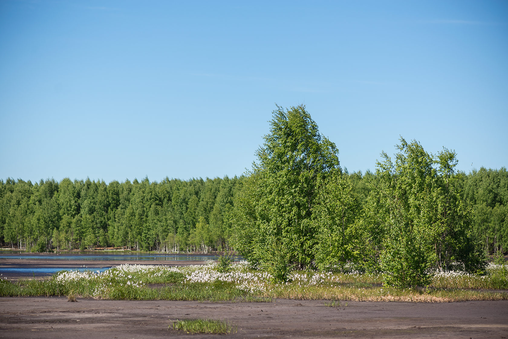 Большое Каринское Болото, image of landscape/habitat.