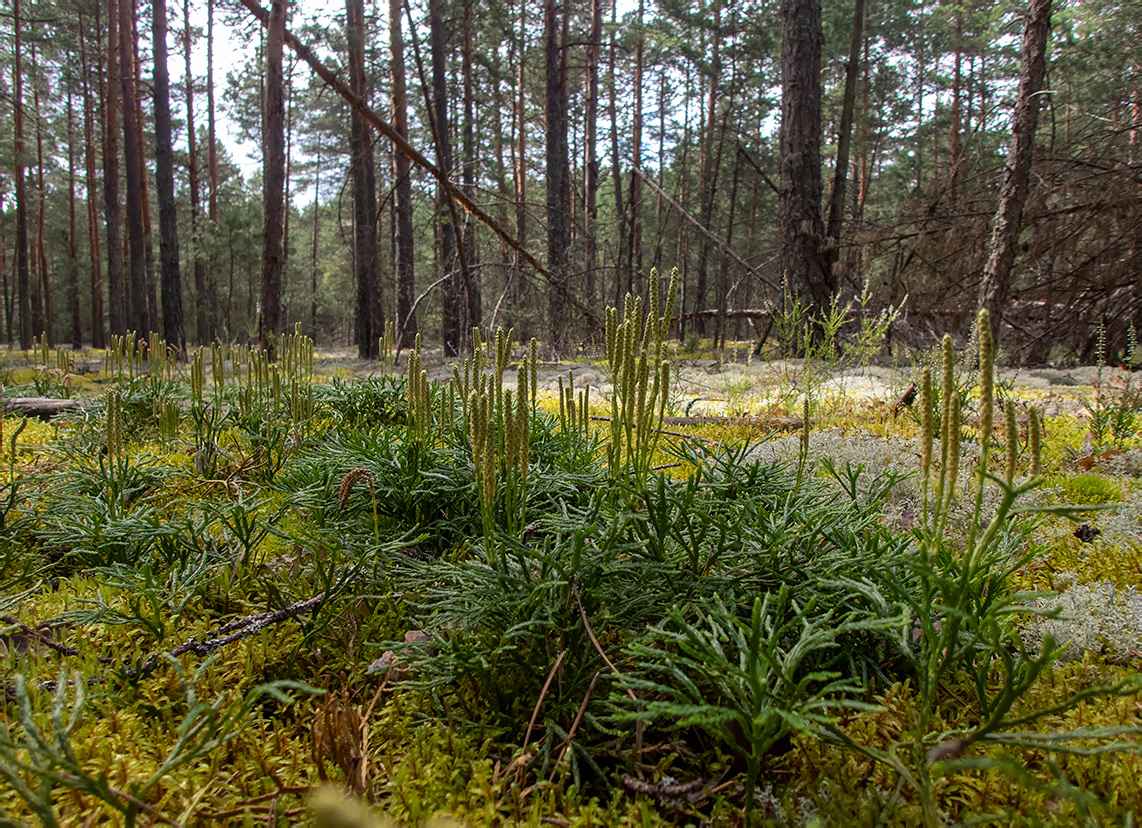 Бурцево, image of landscape/habitat.