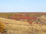 Балка Ольховая, image of landscape/habitat.