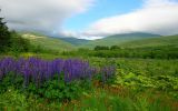 Южно-Сахалинск, image of landscape/habitat.