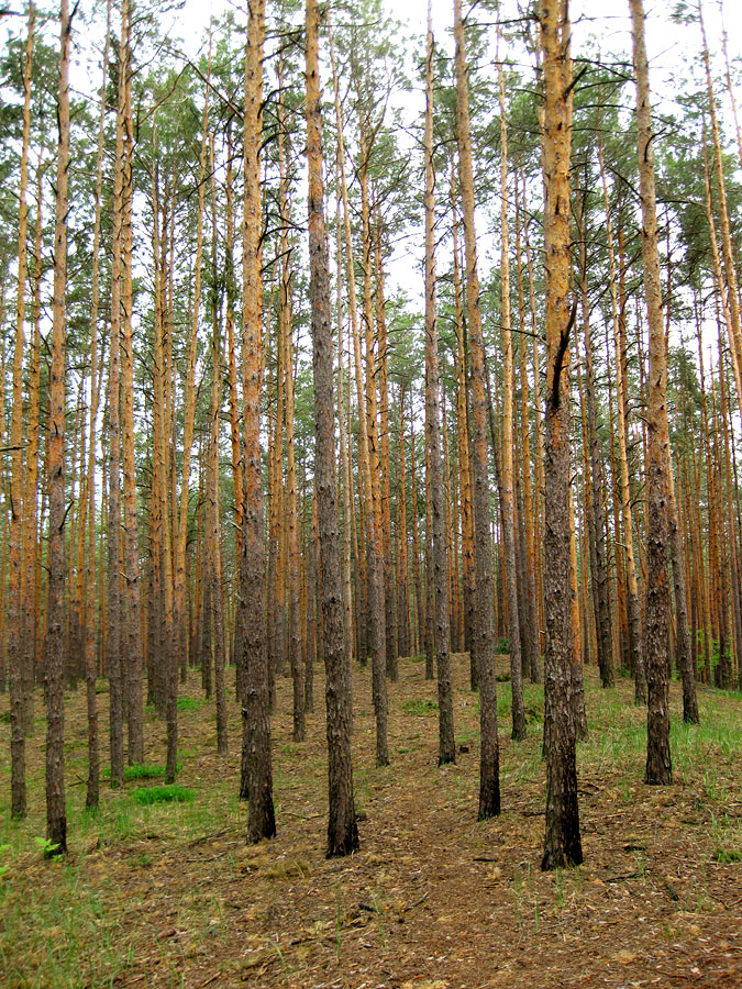 Лесники, боровая часть, image of landscape/habitat.