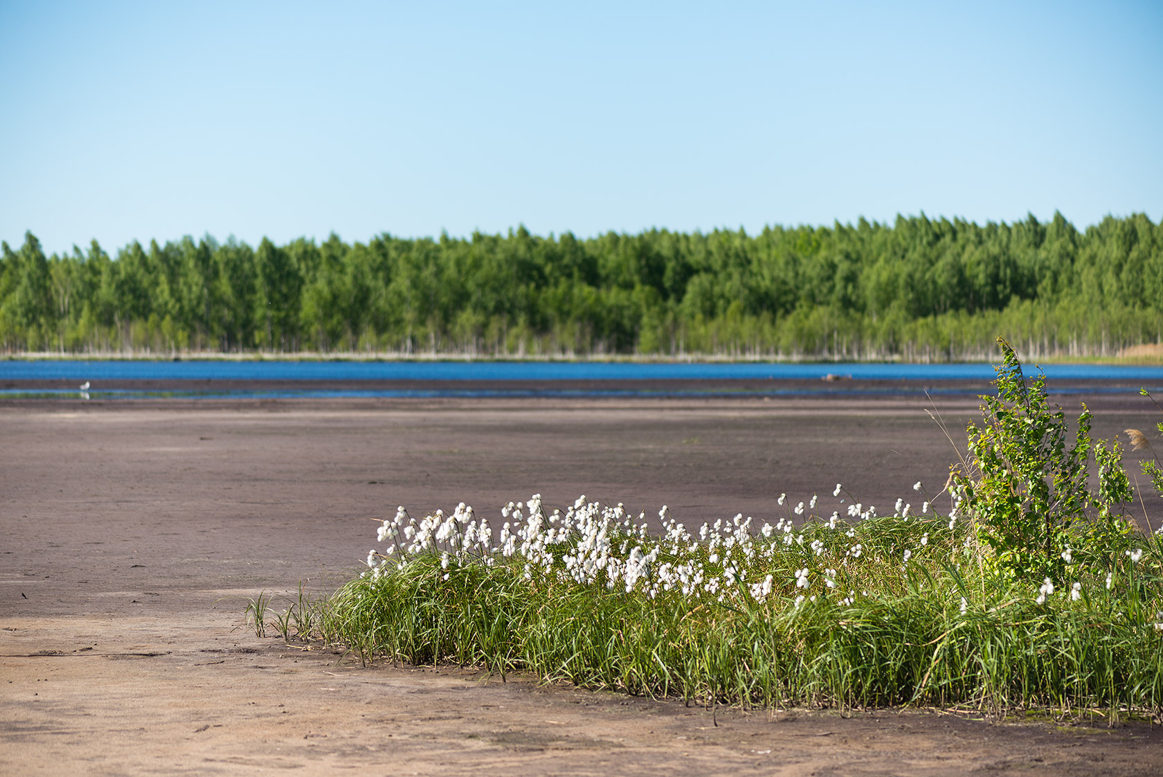 Большое Каринское Болото, image of landscape/habitat.