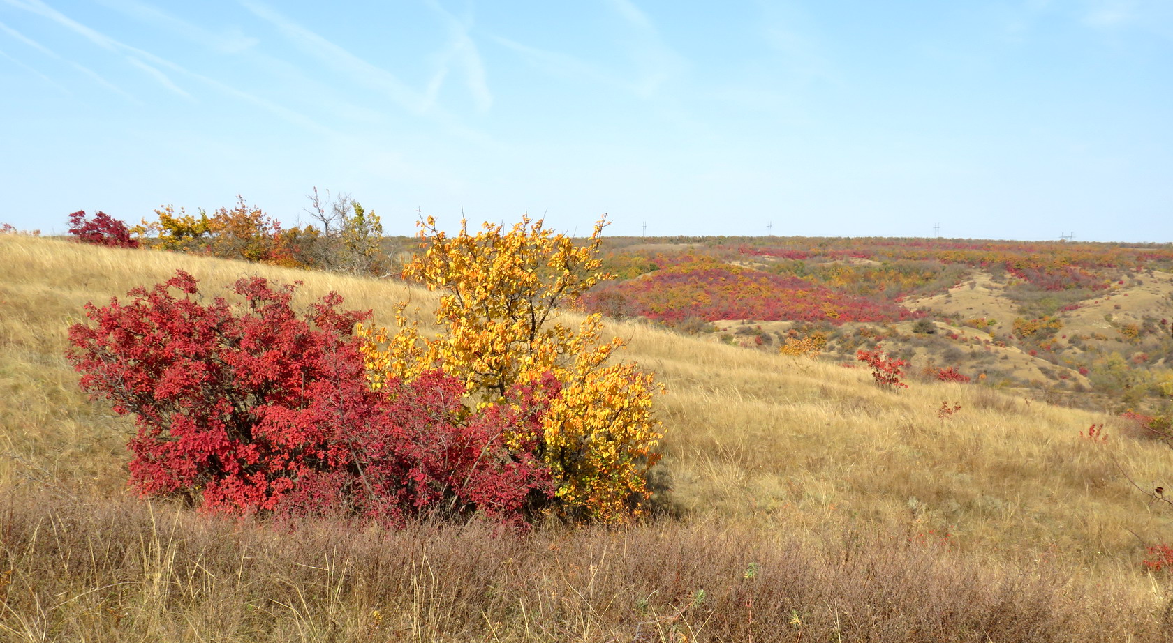 Балка Ольховая, image of landscape/habitat.