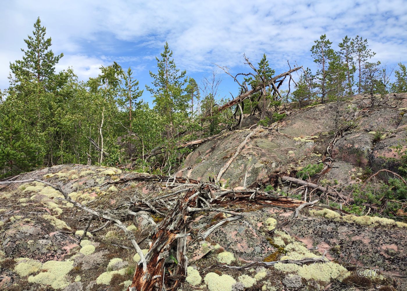 Остров Сюскюянсаари, image of landscape/habitat.