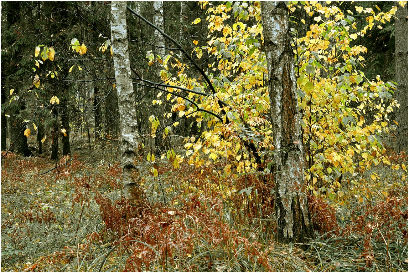 Окрестности Хрипани, image of landscape/habitat.