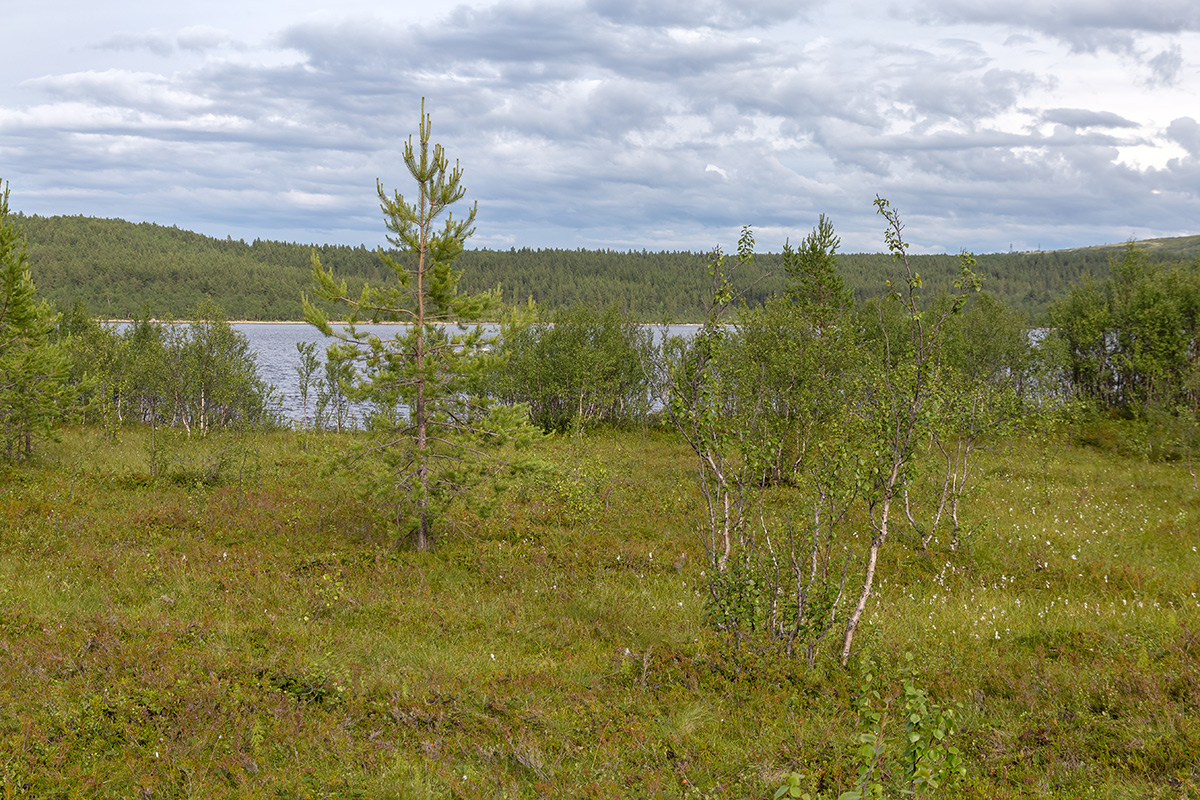 Окрестности Рогозера, image of landscape/habitat.