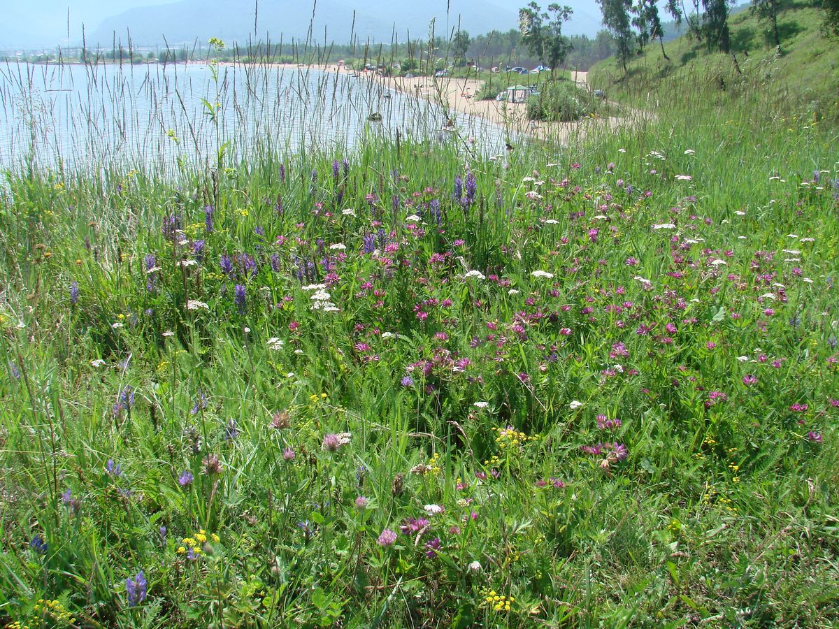 Мыс Шаманский, image of landscape/habitat.