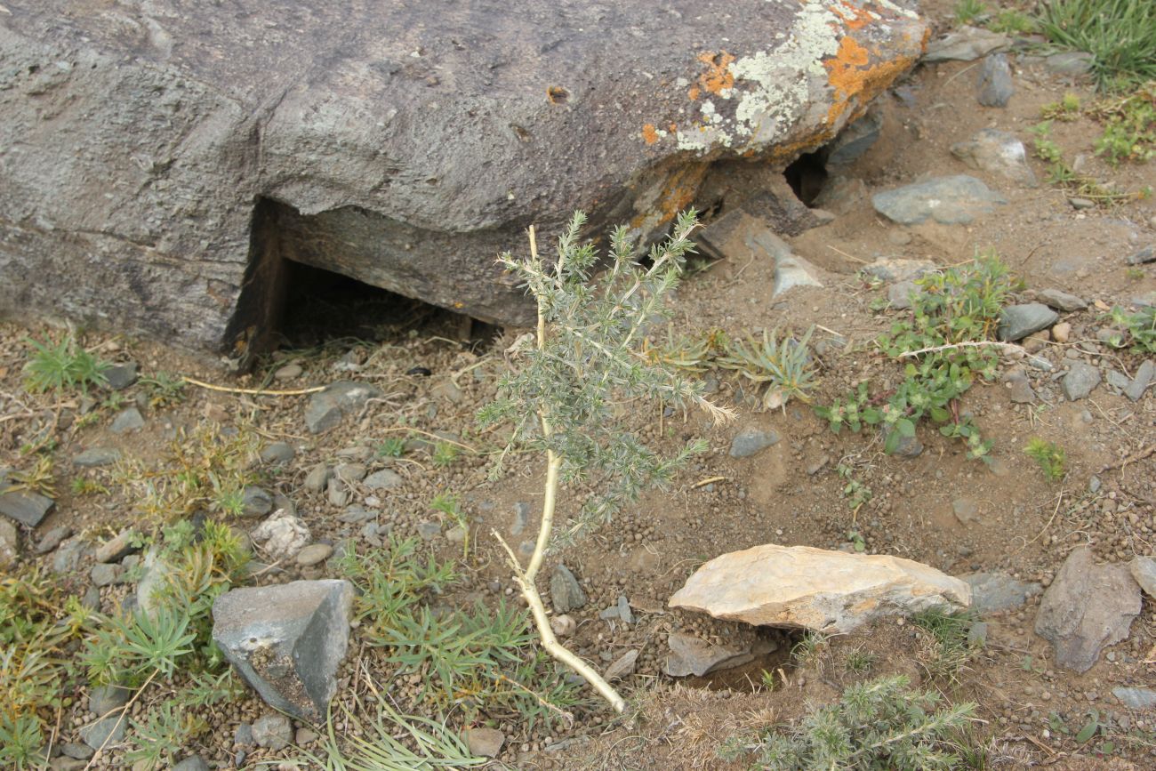 Тархатинские мегалиты, image of landscape/habitat.