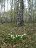 Жарь, image of landscape/habitat.