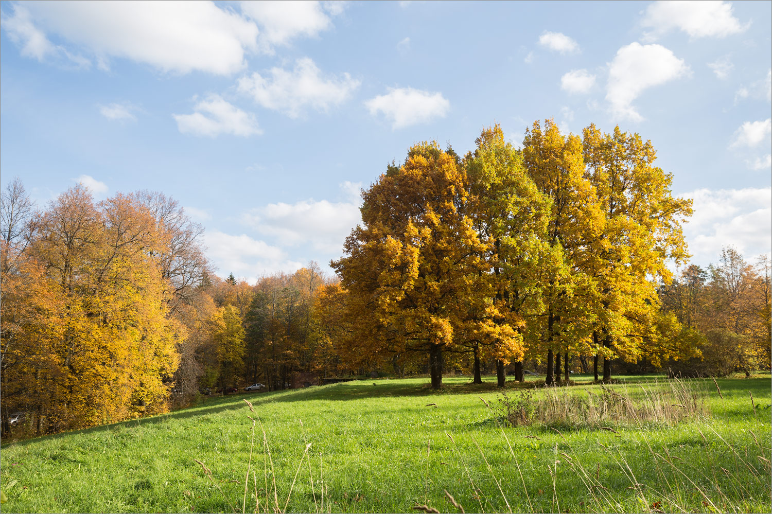 Парк "Сергиевка", image of landscape/habitat.