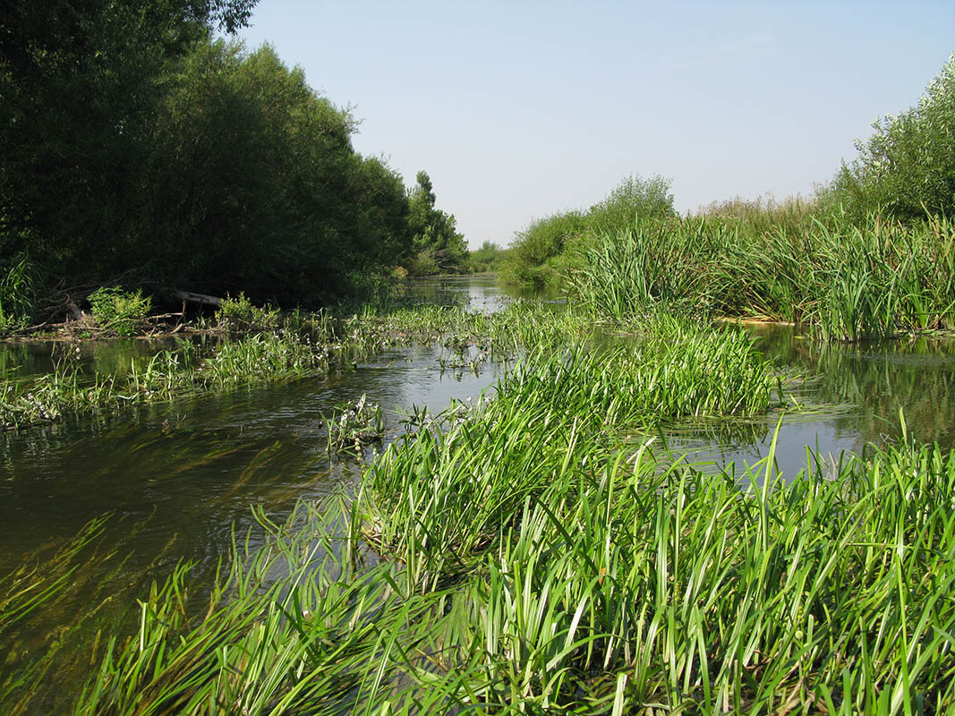 Нижнее течение реки Усожа 1, image of landscape/habitat.