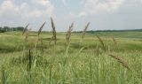 Урочище Бугелы, image of landscape/habitat.