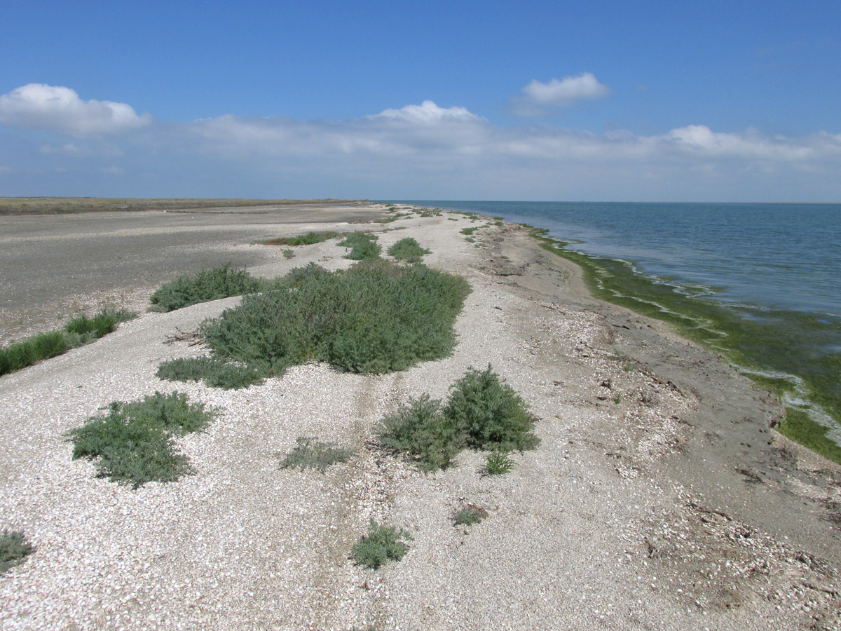 Заказник Присивашский, image of landscape/habitat.