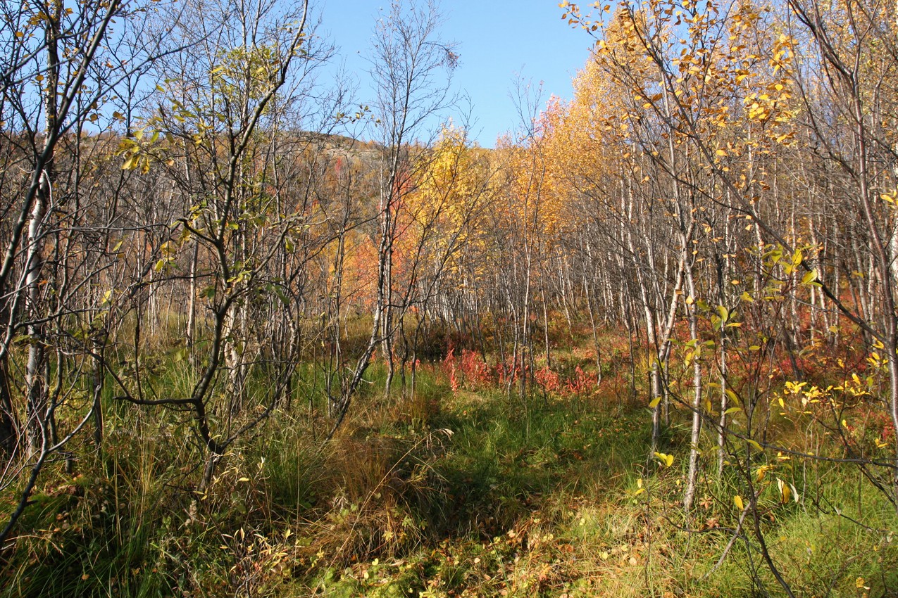 Горелая сопка, image of landscape/habitat.