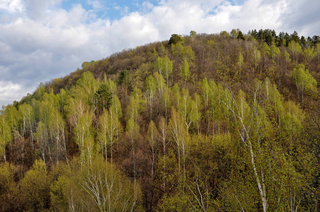 Гора Верблюд, image of landscape/habitat.