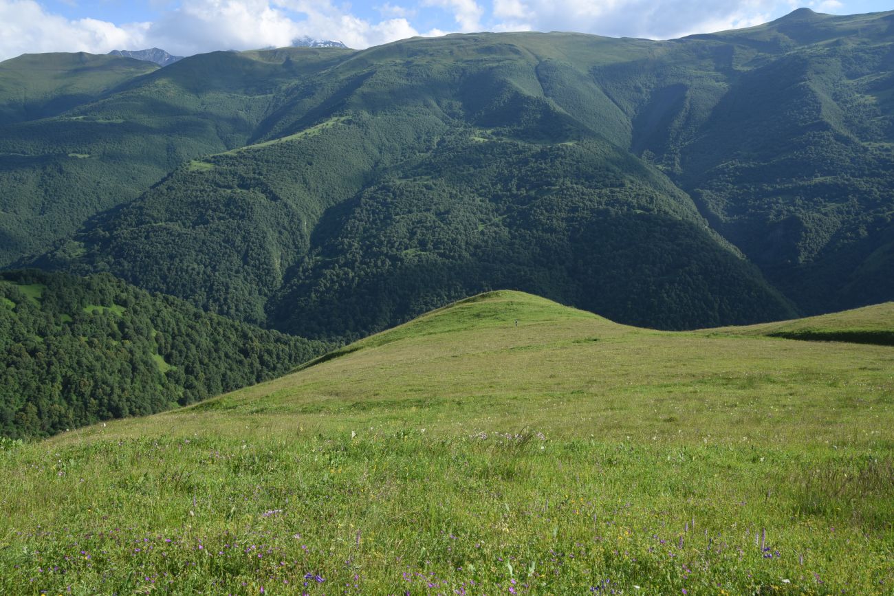 Лес между Хакмадой и Хочелдой, image of landscape/habitat.