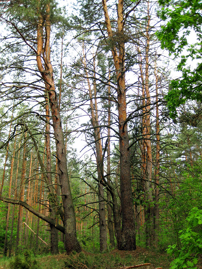 Лесники, боровая часть, image of landscape/habitat.