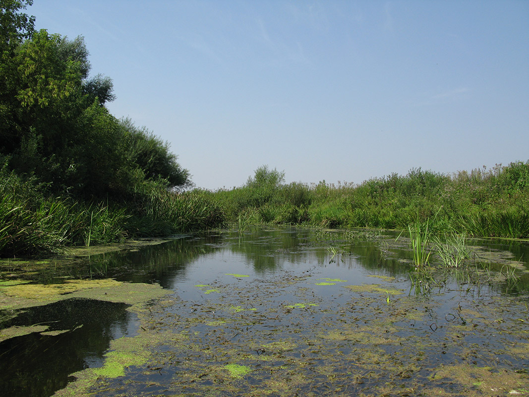 Нижнее течение реки Усожа 1, image of landscape/habitat.