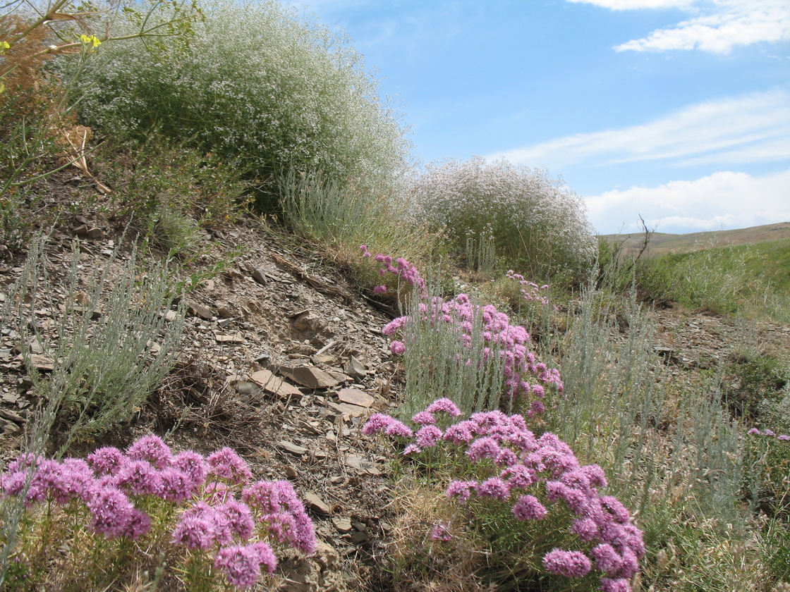 Перевал Куюк, image of landscape/habitat.