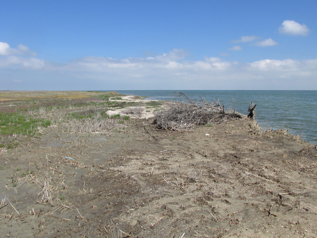 Заказник Присивашский, image of landscape/habitat.