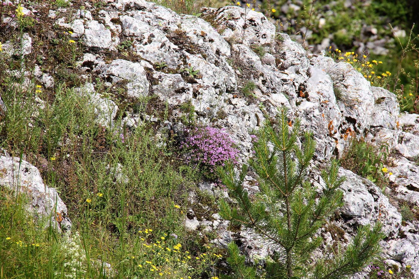 Слобода, image of landscape/habitat.