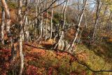 Image of landscape