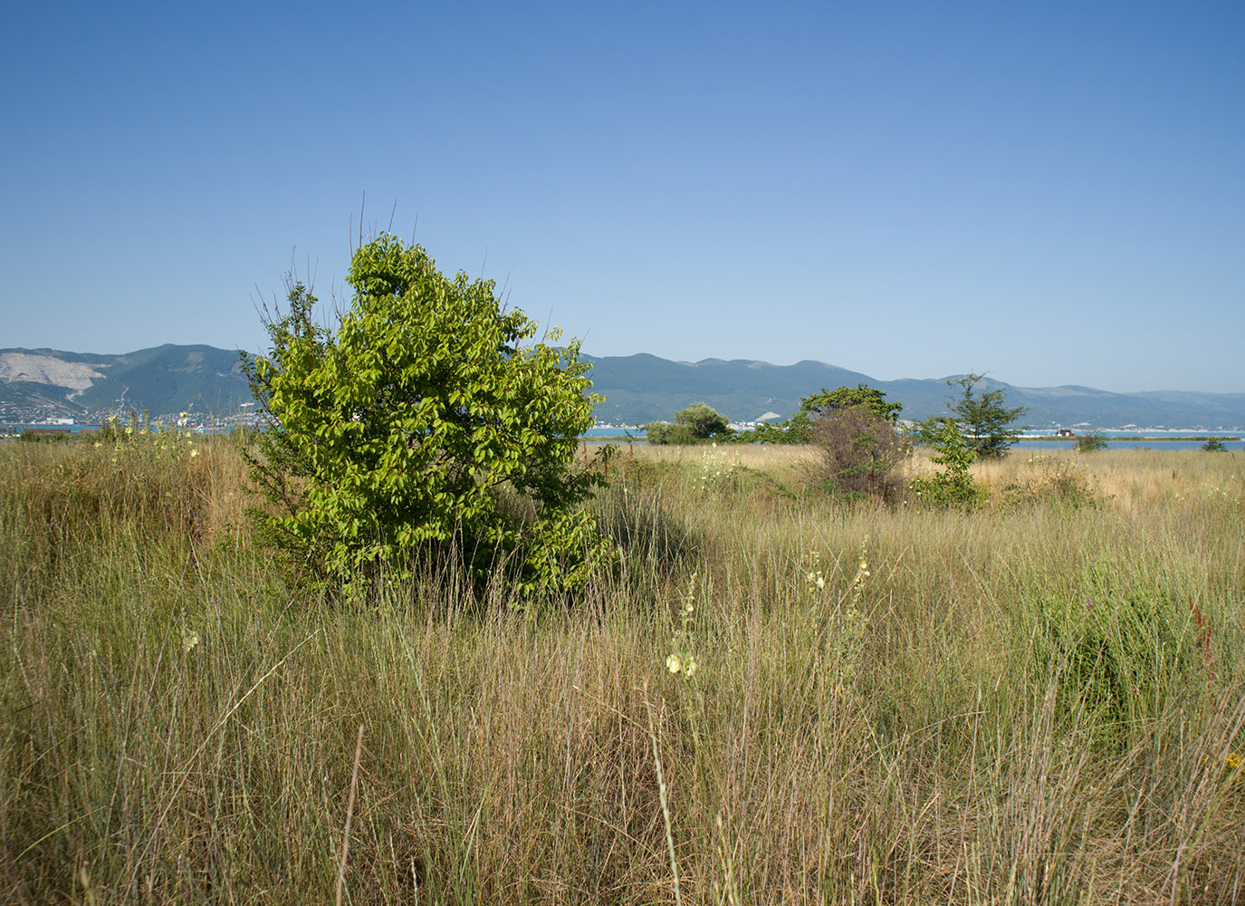 Дендропарк НПИ Куб ГТУ, image of landscape/habitat.