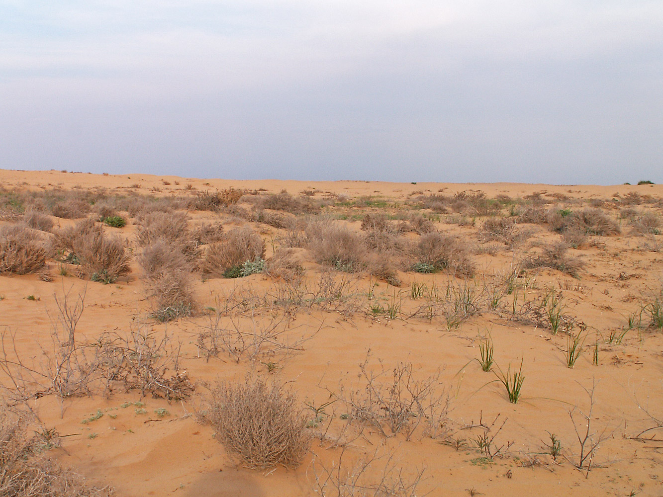 Пески Маштак, image of landscape/habitat.