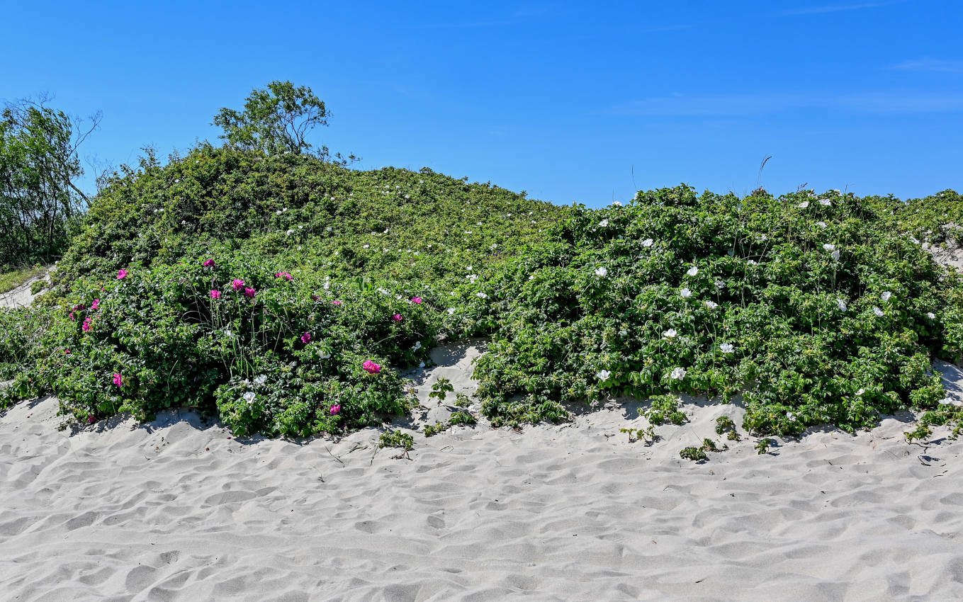 Окрестности Куликово, image of landscape/habitat.