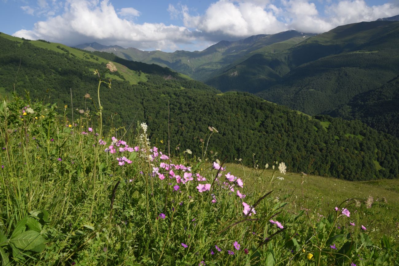 Лес между Хакмадой и Хочелдой, image of landscape/habitat.