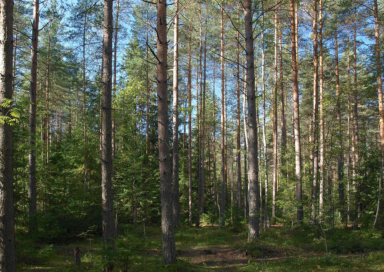 Лемболово, image of landscape/habitat.